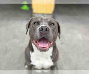 Mutt Dogs for adoption in Berkeley , CA, USA