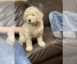Goldendoodle Puppy for sale in BATTLE GROUND, WA, USA