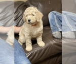 Small Photo #1 Goldendoodle Puppy For Sale in BATTLE GROUND, WA, USA