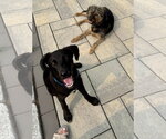 Small #13 Labrador Retriever Mix