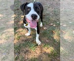 Small #3 American Pit Bull Terrier Mix