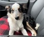 Puppy Puppy 1 Australian Shepherd