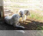 Small Photo #6 Great Pyrenees Puppy For Sale in WILLIAMSTOWN, KY, USA