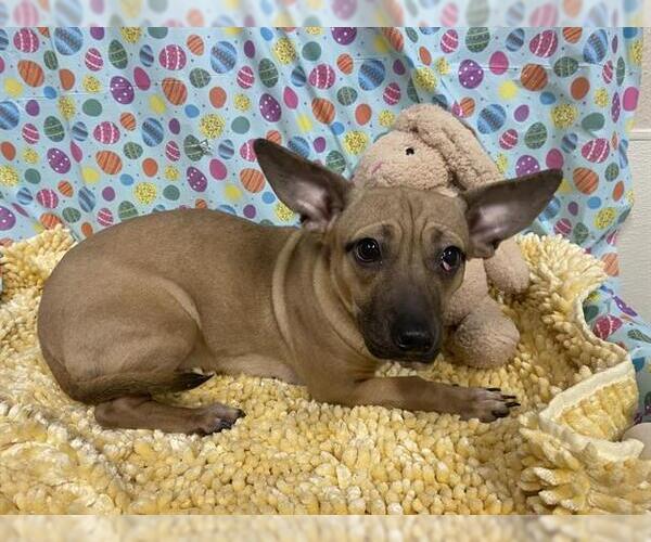 Medium Photo #1 Chihuahua Puppy For Sale in Modesto, CA, USA