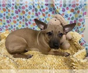 Chihuahua Dogs for adoption in Modesto, CA, USA