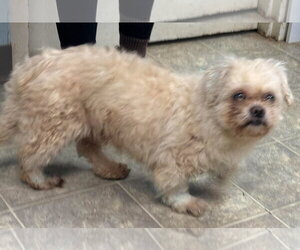 Pekingese-Unknown Mix Dogs for adoption in Rustburg, VA, USA
