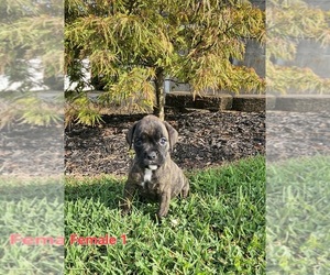 Boxer Puppy for sale in PELZER, SC, USA