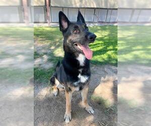 German Shepherd Dog Dogs for adoption in Riverside, CA, USA