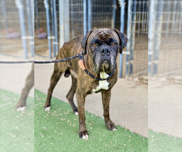 Medium Photo #1 Boxer Puppy For Sale in Austin, TX, USA