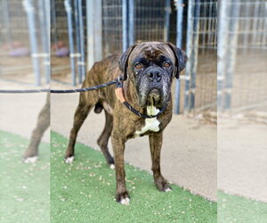 Boxer Dogs for adoption in Austin, TX, USA