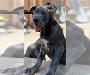 Great Dane Dogs for adoption in TEHACHAPI, CA, USA