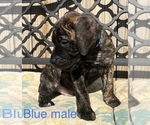 Small Photo #28 Presa Canario Puppy For Sale in LEVITTOWN, PA, USA
