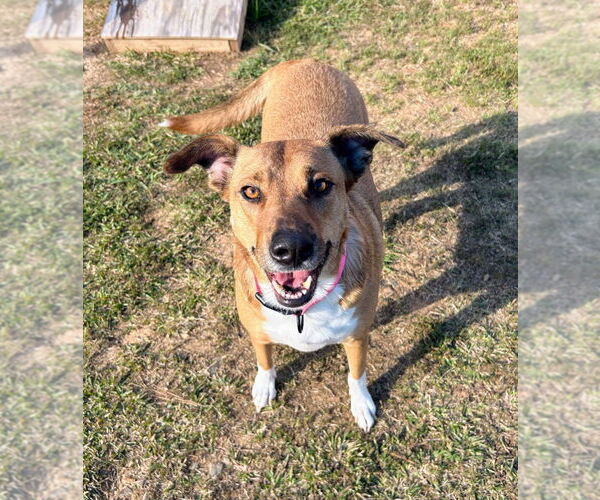 Medium Photo #6 Mutt Puppy For Sale in Bryant, AR, USA