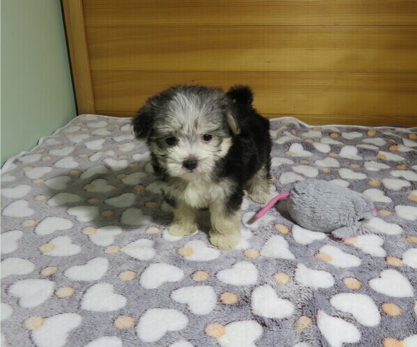 Medium Photo #1 Morkie Puppy For Sale in COOKEVILLE, TN, USA