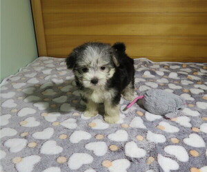 Morkie Puppy for Sale in COOKEVILLE, Tennessee USA