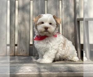 Yorkshire Terrier Puppy for sale in WINNSBORO, LA, USA