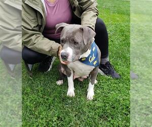 American Pit Bull Terrier Dogs for adoption in Stockton, CA, USA