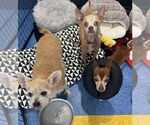 Small #2 Chihuahua Mix