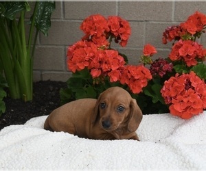 Dachshund Puppy for sale in FREDERICKSBURG, OH, USA