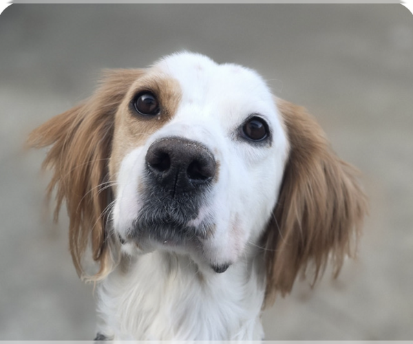 Medium Photo #1 Brittany Puppy For Sale in San Ramon, CA, USA