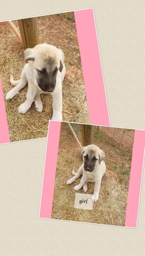 Medium Photo #4 Anatolian Shepherd Puppy For Sale in LAURENS, SC, USA