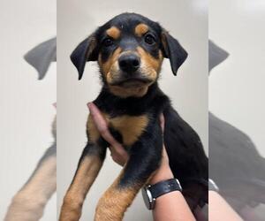 Labrottie Dogs for adoption in Rockwall, TX, USA