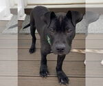 Small #6 Catahoula Leopard Dog-Labrador Retriever Mix