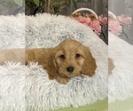 Small #1 Cockapoo