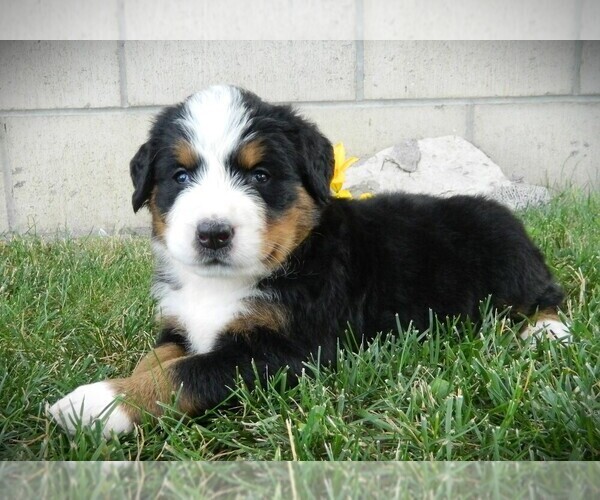 Medium Photo #3 Bernese Mountain Dog Puppy For Sale in CLARE, MI, USA