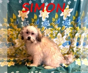 Shih-Poo Puppy for sale in HARTLAND, MN, USA