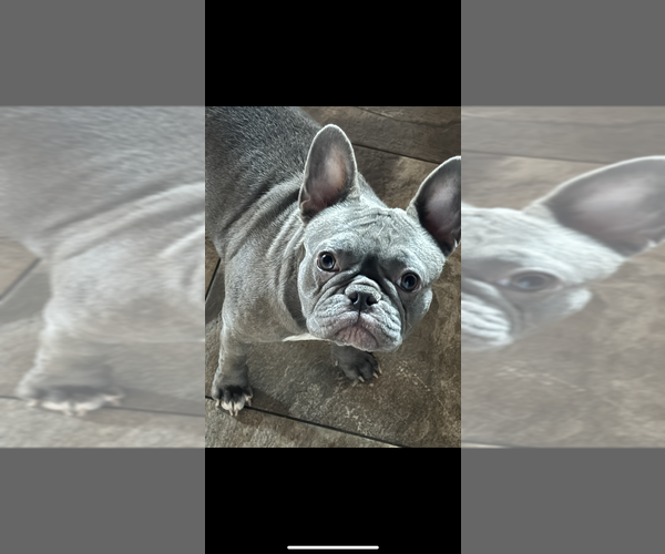 Medium Photo #1 Faux Frenchbo Bulldog Puppy For Sale in LIVERMORE, CA, USA