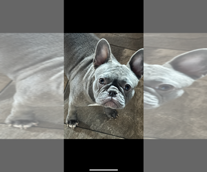 Mother of the Faux Frenchbo Bulldog puppies born on 03/01/2025