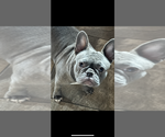 Small Photo #1 Faux Frenchbo Bulldog Puppy For Sale in LIVERMORE, CA, USA