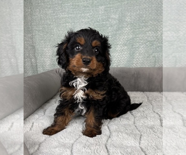 Medium Photo #6 Cavapoo Puppy For Sale in FRANKLIN, IN, USA