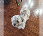 Small Photo #1 Shorkie Tzu-Zuchon Mix Puppy For Sale in COWARD, SC, USA