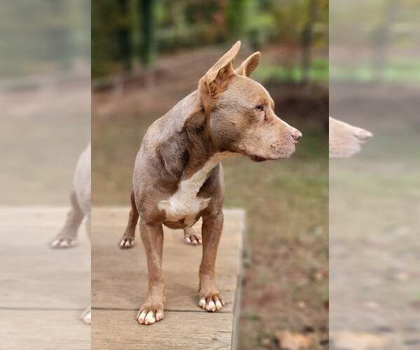 Medium Photo #1 Mutt Puppy For Sale in Greenville, SC, USA