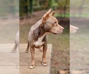 Mutt Dogs for adoption in Greenville, SC, USA
