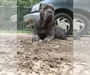Mother of the Cane Corso puppies born on 02/10/2022