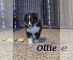 Puppy Ollie Shetland Sheepdog