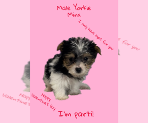 Yorkshire Terrier Puppy for sale in AZLE, TX, USA