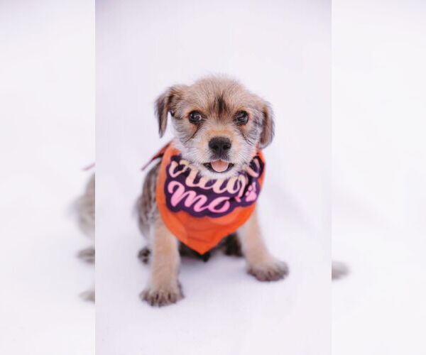 Medium Photo #8 Cairn Terrier-Unknown Mix Puppy For Sale in Princeton, MN, USA