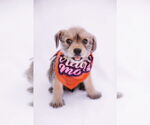 Small #7 Cairn Terrier Mix