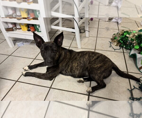 Medium Photo #3 Mutt Puppy For Sale in Conway, AR, USA