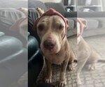 Small Photo #20 American Staffordshire Terrier-Unknown Mix Puppy For Sale in Lakewood, CO, USA