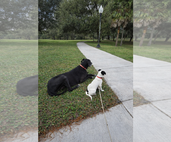 Medium Photo #3 Mutt Puppy For Sale in Orlando, FL, USA