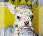 Small Photo #3 French Bulldog Puppy For Sale in RIALTO, CA, USA