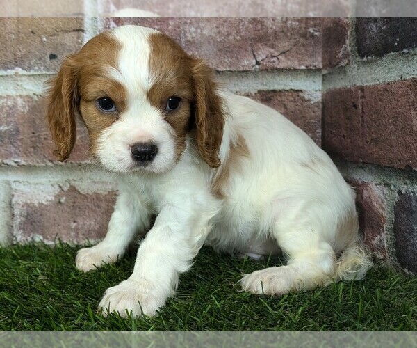 Medium Photo #2 Cavalier King Charles Spaniel Puppy For Sale in MOBERLY, MO, USA