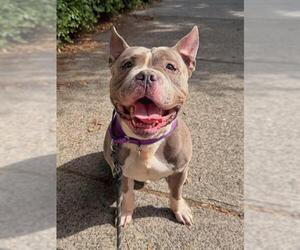 American Bulldog Dogs for adoption in Boston, MA, USA