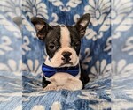 Small Photo #6 Boston Terrier Puppy For Sale in COCHRANVILLE, PA, USA