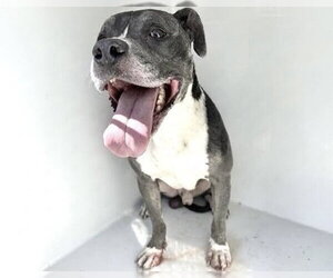 Mutt Dogs for adoption in Houston, TX, USA